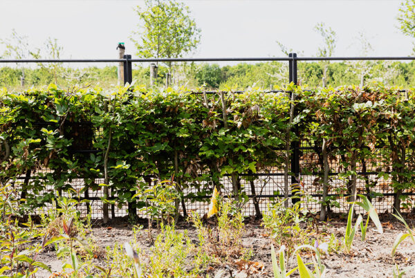 The Dorset Farm Estate Fencing | Bespoke Rabbit Fencing