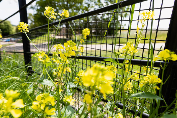 The Dorset Farm Estate Fencing | Bespoke Rabbit Fencing