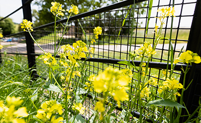 The Dorset Farm Estate Fencing | Bespoke