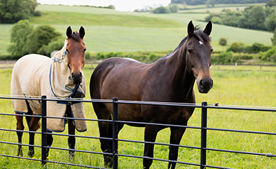 The Dorset Farm Estate Fencing | Fencing