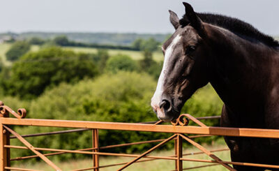 The Dorset Farm Estate Fencing | News - Cost Effectiveness