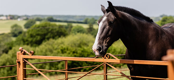 The Dorset Farm Estate Fencing | News - Cost Effectiveness